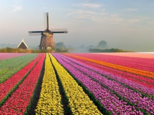 Tulip fields netherlands