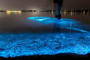 Sea sparkle, Australia