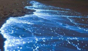 Sea sparkle, Australia