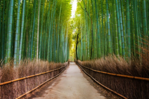 arashiyama bamboo forest