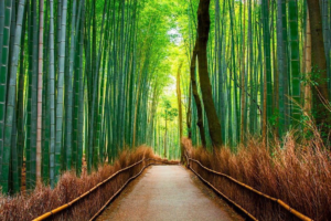 arashiyama bamboo forest