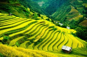 Rice terraces, Vietnam