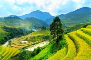 Rice terraces, Vietnam