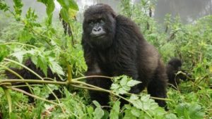 Virunga National Park, Congo