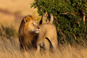 Maasai Mara, Kenya