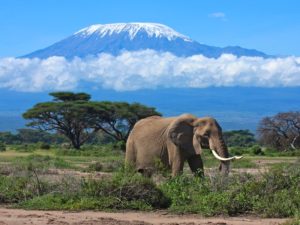 Amboseli National Park, Kenya