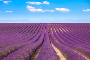 Lavender fields