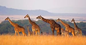 Serengeti National Park, Tanzania