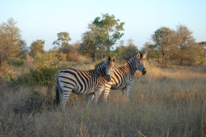 Kruger National Park, South Africa