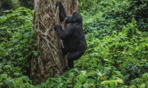 Volcanoes National Park, Rwanda