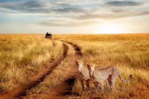 Serengeti National Park, Tanzania