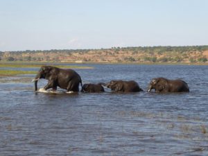 Chobe National Park, Botswana