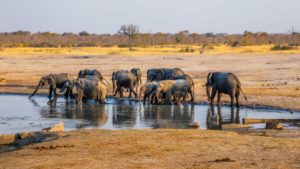 Hwange National Park, Zimbabwe