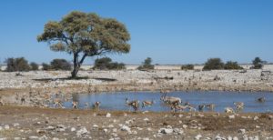 Etosha National Park, Namibia