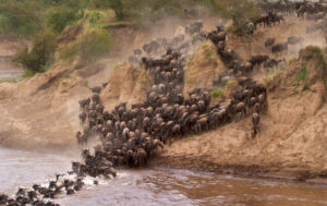 Maasai Mara, Kenya