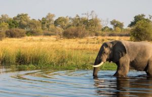 Chobe National Park, Botswana