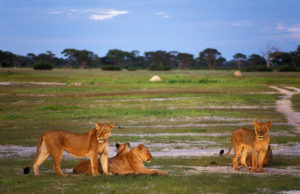 Hwange National Park, Zimbabwe
