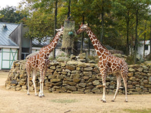 Artis Royal Zoo