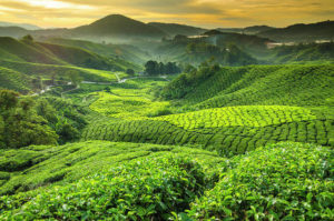 Cameron highlands