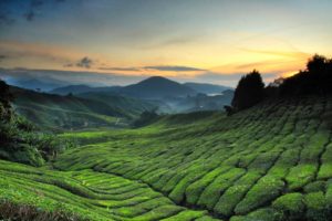 Cameron highlands