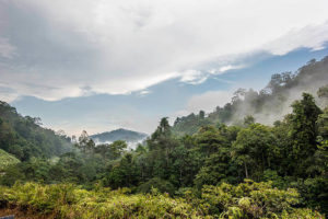 Taman Negara