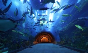 Dubai aquarium 