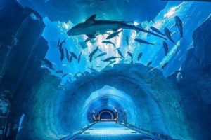Dubai aquarium & underwater zoo 