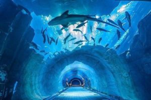 Dubai aquarium & underwater zoo 
