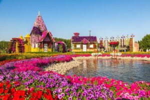 Miracle Garden, Dubai 